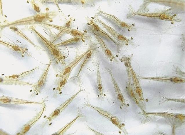 奥村組ら４社 バナメイエビ養殖で実証実験開始 ｉｃｔ活用し最適養殖手法検討 日刊建設工業新聞